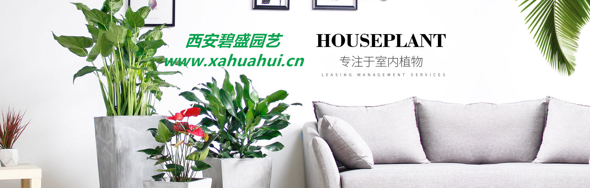 绿植租赁套餐