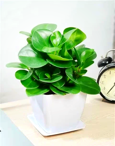 西安绿植租赁|【桌摆小盆栽碧玉】养护技巧