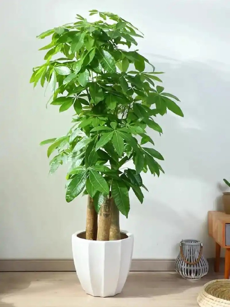 西安绿植租赁|办公室 / 家庭通用：西安发财树租赁养护技巧