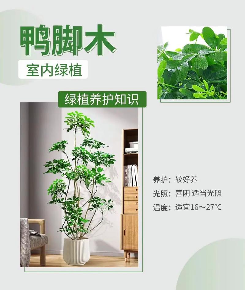 西安绿植租赁|鸭掌【鸭掌木】养护技巧