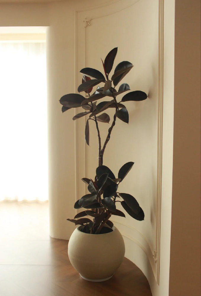 西安绿植租赁|黑金刚养护技巧